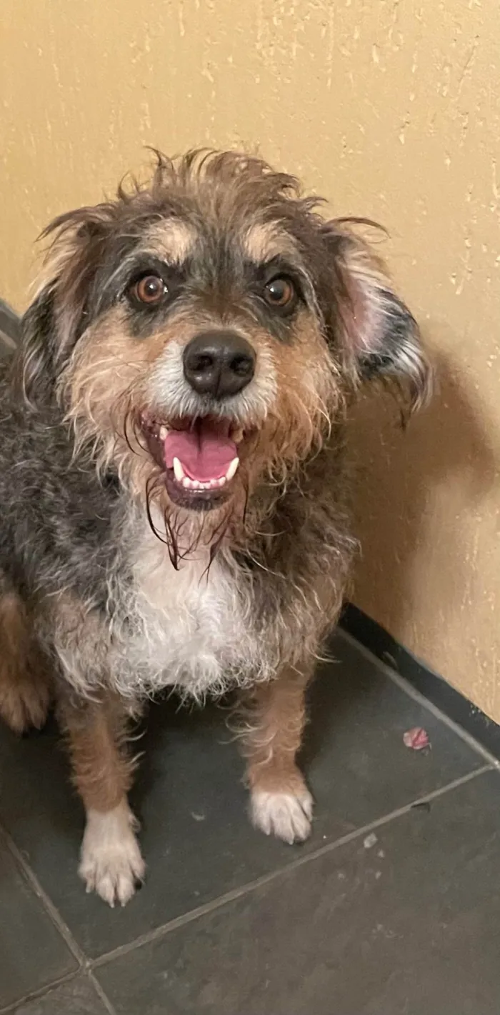 Cachorro ra a SRD idade 4 anos nome Banzé 