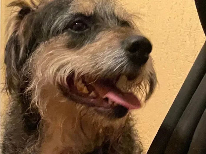 Cachorro ra a SRD idade 4 anos nome Banzé 