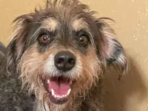 Cachorro raça SRD idade 4 anos nome Banzé 