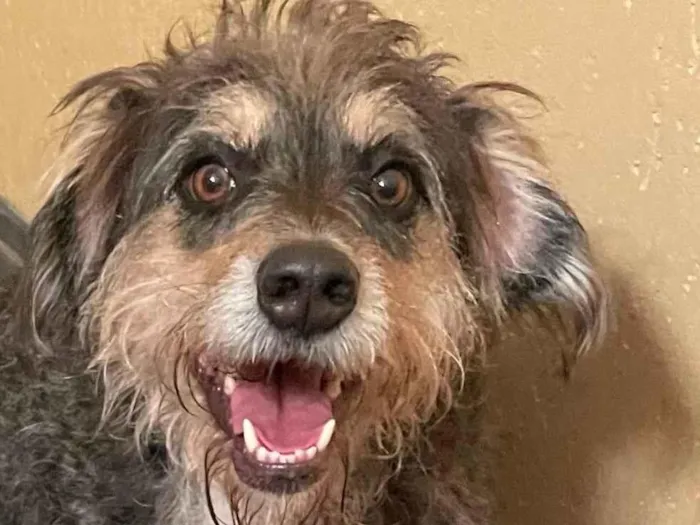 Cachorro ra a SRD idade 4 anos nome Banzé 