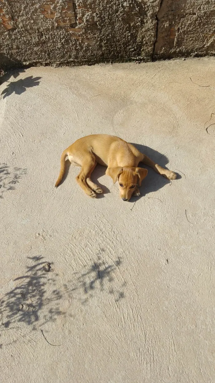 Cachorro ra a  idade 2 a 6 meses nome Teca