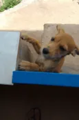 Teca