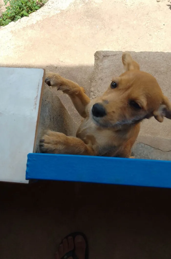 Cachorro ra a  idade 2 a 6 meses nome Teca