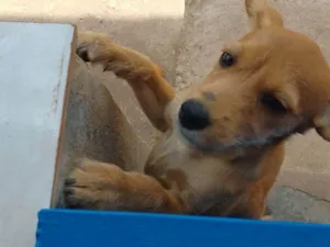 Cachorro raça  idade 2 a 6 meses nome Teca
