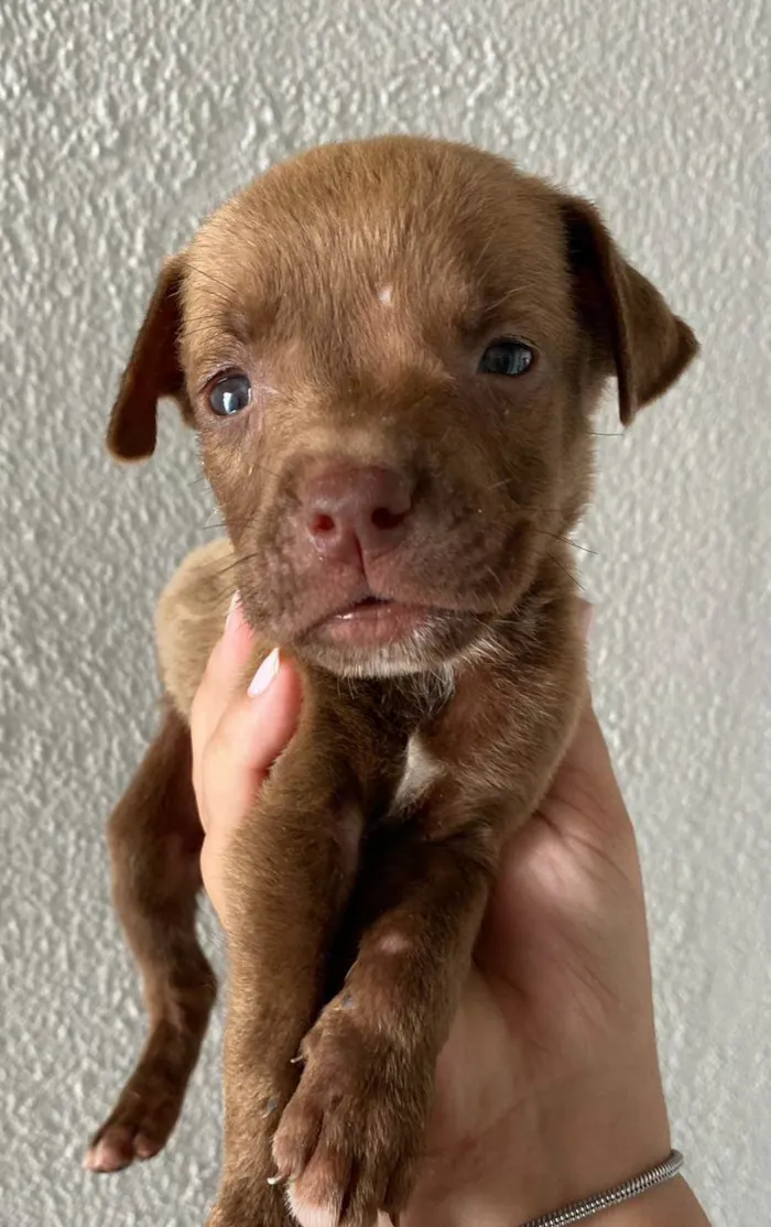 Cachorro ra a  idade Abaixo de 2 meses nome Filhote 1