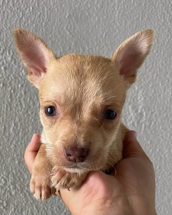 Cachorro ra a  idade Abaixo de 2 meses nome Filhote 3