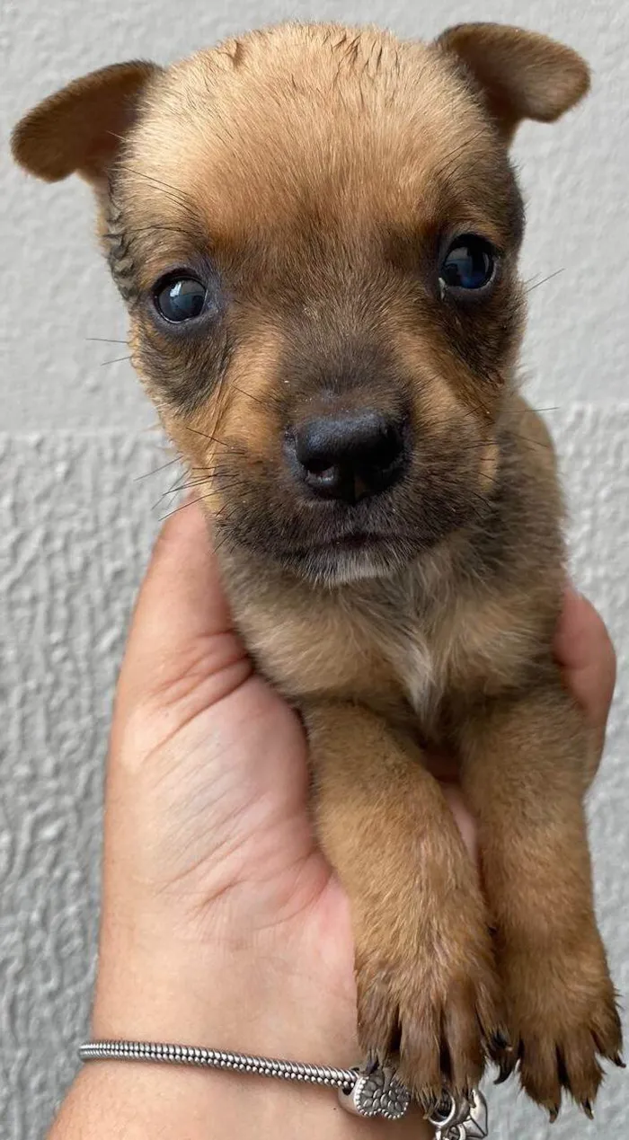 Cachorro ra a  idade Abaixo de 2 meses nome Filhote 10