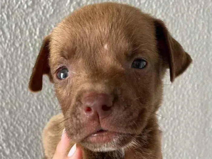 Cachorro ra a  idade Abaixo de 2 meses nome Filhote 1