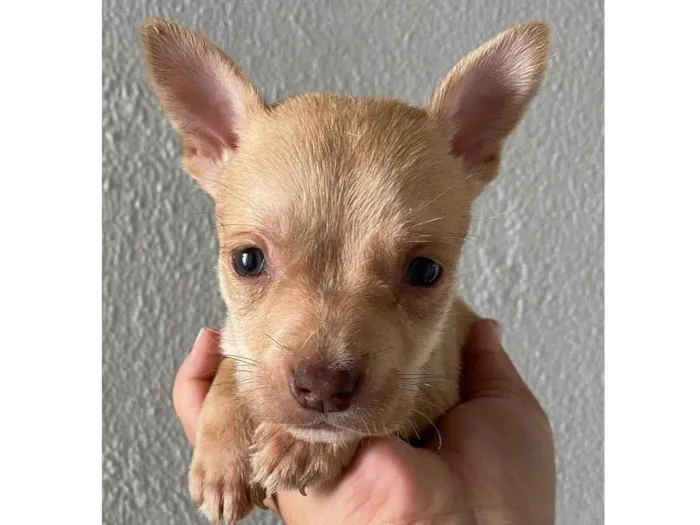 Cachorro ra a  idade Abaixo de 2 meses nome Filhote 3