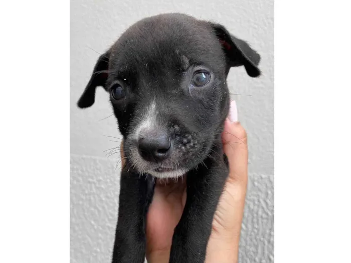 Cachorro ra a  idade Abaixo de 2 meses nome Filhote 9