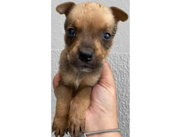 Cachorro ra a  idade Abaixo de 2 meses nome Filhote 10