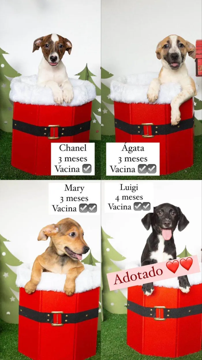 Cachorro ra a SRD-ViraLata idade 2 a 6 meses nome Bebes 