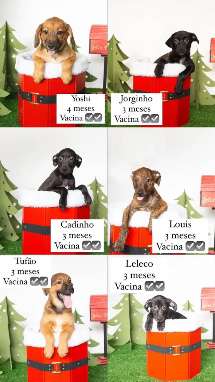 Cachorro ra a SRD-ViraLata idade 2 a 6 meses nome Bebês 