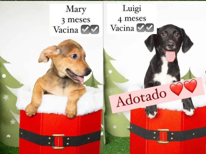 Cachorro ra a SRD-ViraLata idade 2 a 6 meses nome Bebes 