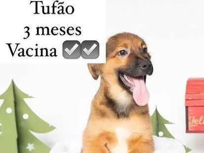 Cachorro ra a SRD-ViraLata idade 2 a 6 meses nome Bebês 