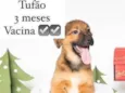 Bebês