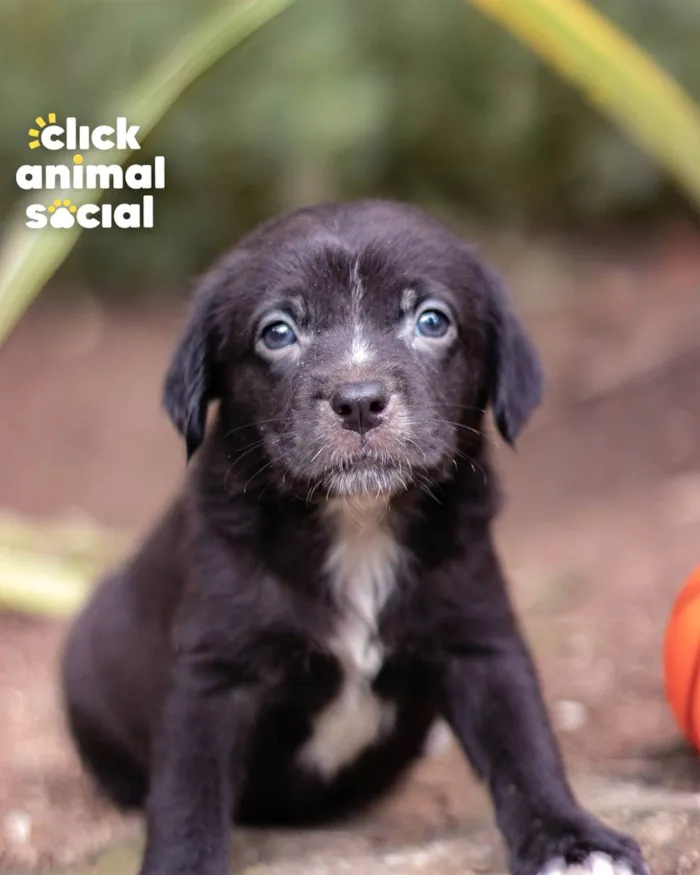 Cachorro ra a SRD-ViraLata idade Abaixo de 2 meses nome Preta Gil