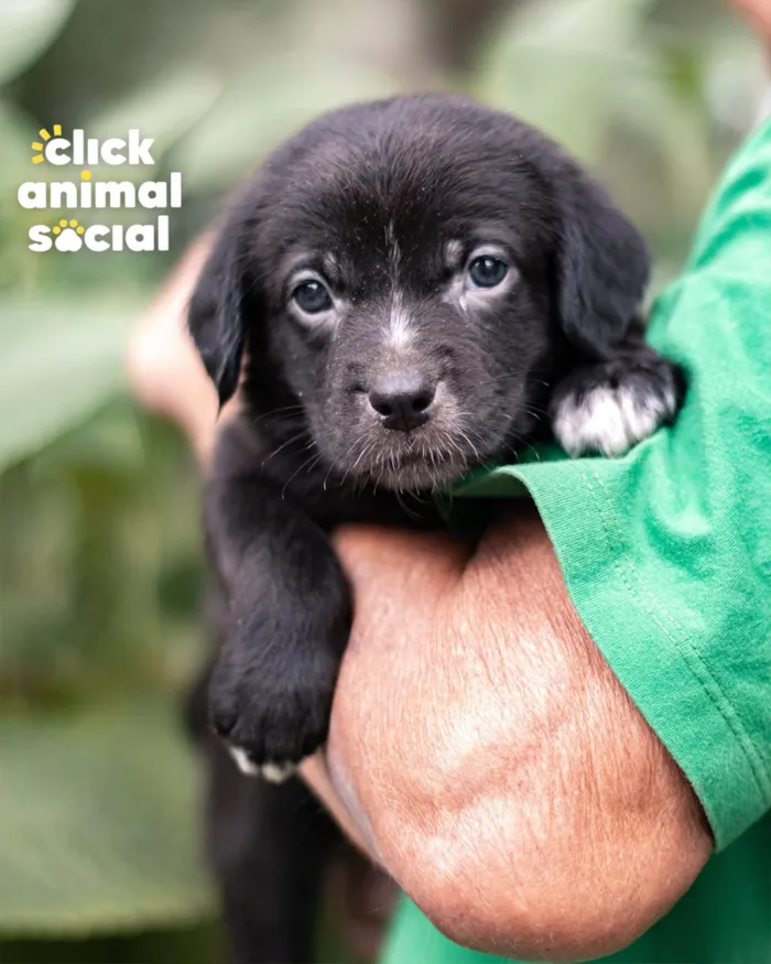 Cachorro ra a SRD-ViraLata idade Abaixo de 2 meses nome Preta Gil