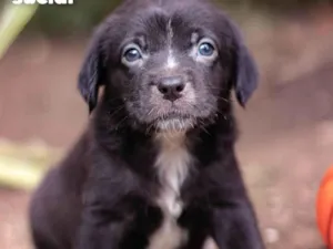 Cachorro raça SRD-ViraLata idade Abaixo de 2 meses nome Preta Gil