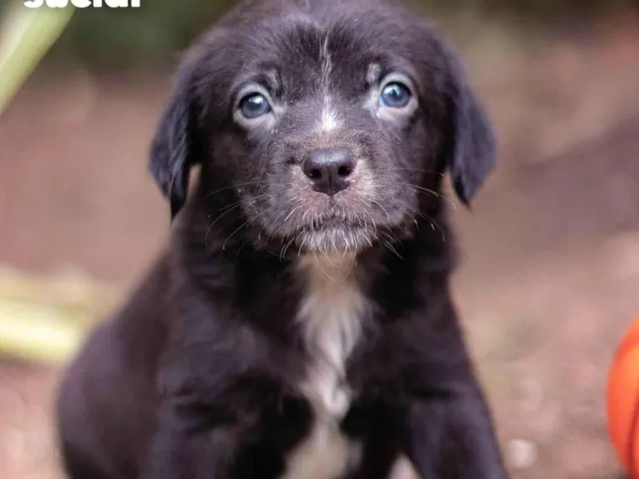 Cachorro ra a SRD-ViraLata idade Abaixo de 2 meses nome Preta Gil