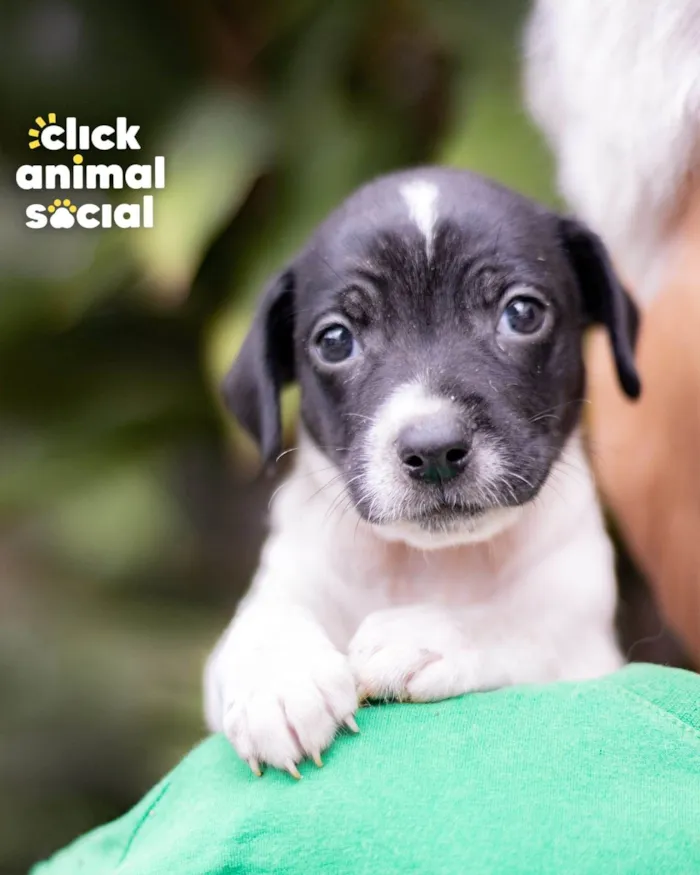Cachorro ra a SRD-ViraLata idade Abaixo de 2 meses nome GAL