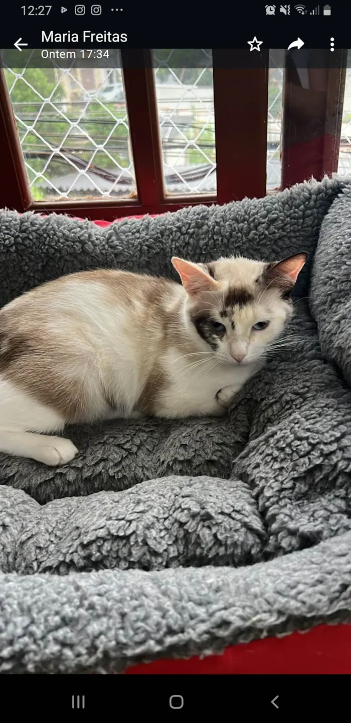 Gato ra a SRD-ViraLata idade 1 ano nome Olivia 