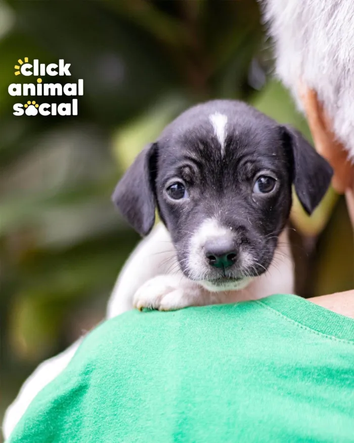 Cachorro ra a SRD-ViraLata idade Abaixo de 2 meses nome GAL