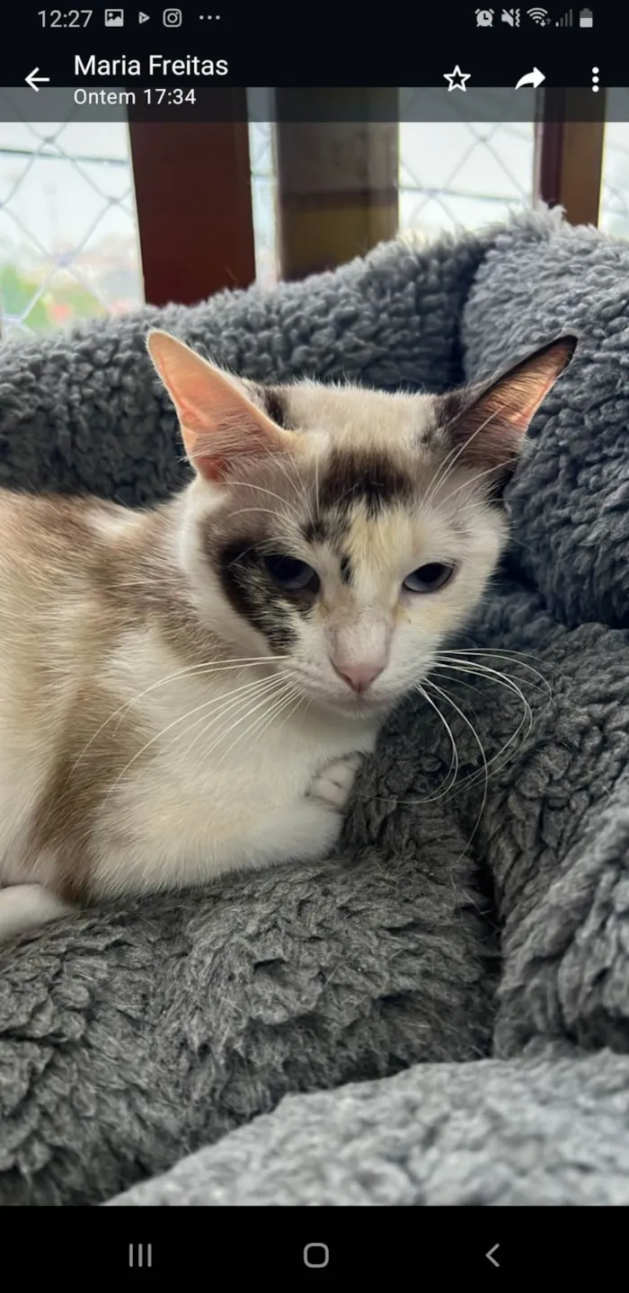 Gato ra a SRD-ViraLata idade 1 ano nome Olivia 