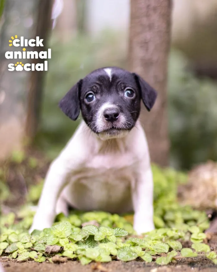 Cachorro ra a SRD-ViraLata idade Abaixo de 2 meses nome GAL