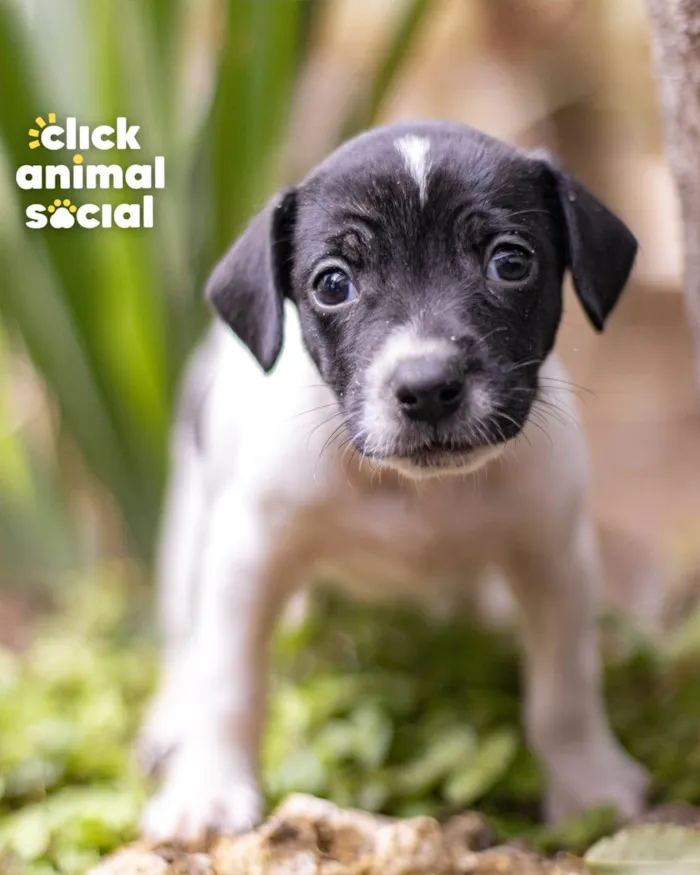Cachorro ra a SRD-ViraLata idade Abaixo de 2 meses nome GAL