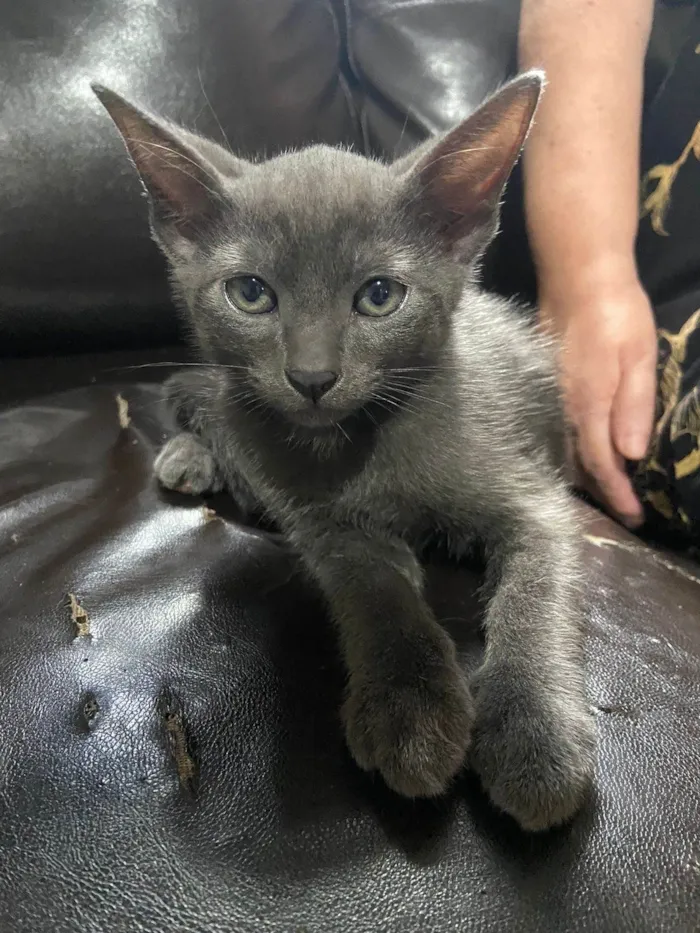 Gato ra a SRD-ViraLata idade 2 a 6 meses nome Zion