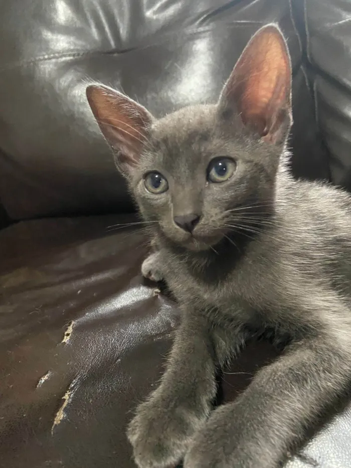 Gato ra a SRD-ViraLata idade 2 a 6 meses nome Zion