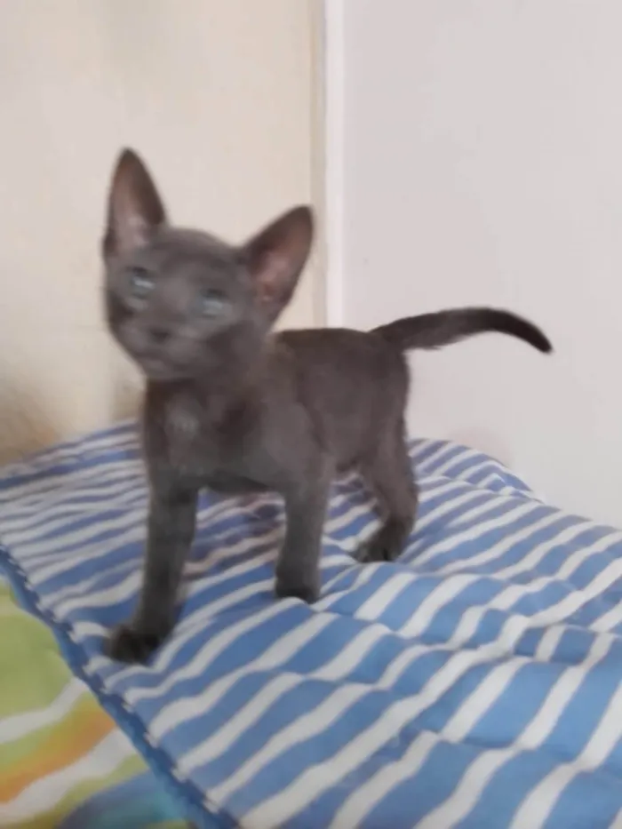 Gato ra a SRD-ViraLata idade 2 a 6 meses nome Zion
