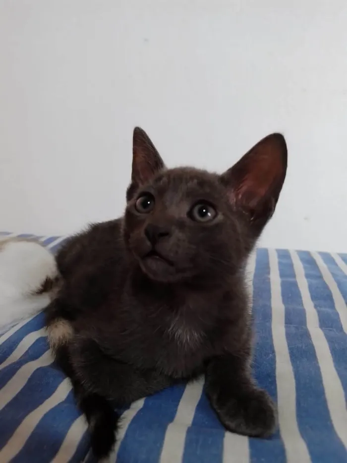 Gato ra a SRD-ViraLata idade 2 a 6 meses nome Zion