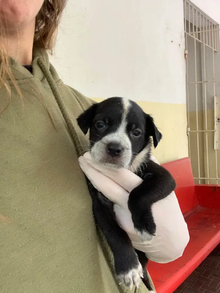 Cachorro ra a SRD-ViraLata idade Abaixo de 2 meses nome Bethania