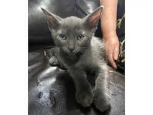 Gato raça SRD-ViraLata idade 2 a 6 meses nome Zion