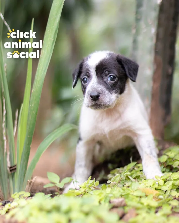 Cachorro ra a SRD-ViraLata idade Abaixo de 2 meses nome NARA
