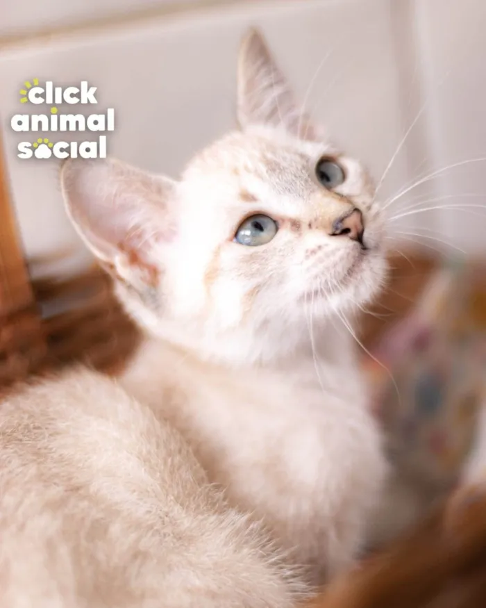 Gato ra a SRD-ViraLata idade 2 a 6 meses nome Mayra