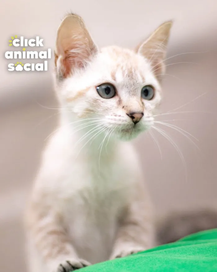 Gato ra a SRD-ViraLata idade 2 a 6 meses nome Mayra