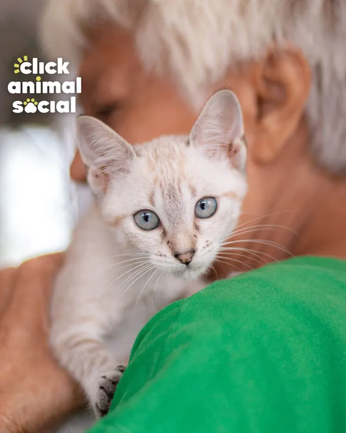 Gato ra a SRD-ViraLata idade 2 a 6 meses nome Mayra