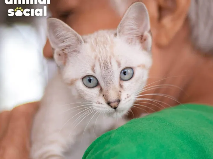 Gato ra a SRD-ViraLata idade 2 a 6 meses nome Mayra