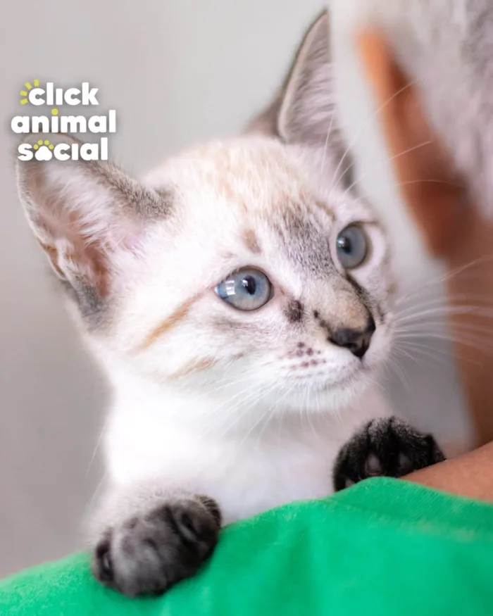 Gato ra a SRD-ViraLata idade 2 a 6 meses nome Myra