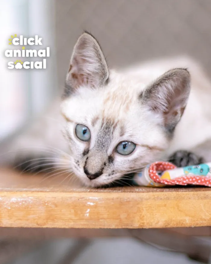Gato ra a SRD-ViraLata idade 2 a 6 meses nome Myra