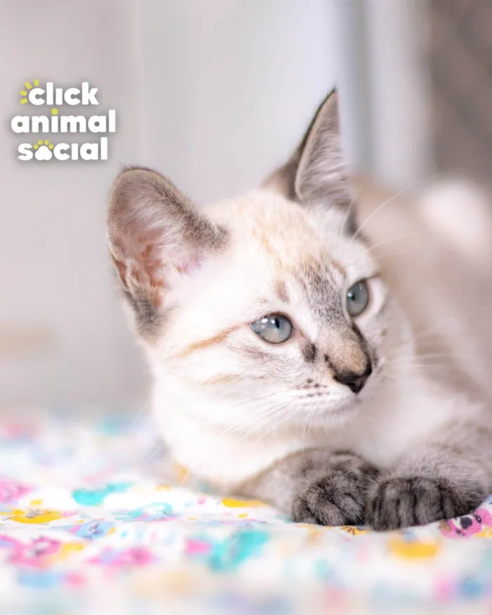 Gato ra a SRD-ViraLata idade 2 a 6 meses nome Myra