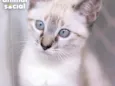 Myra