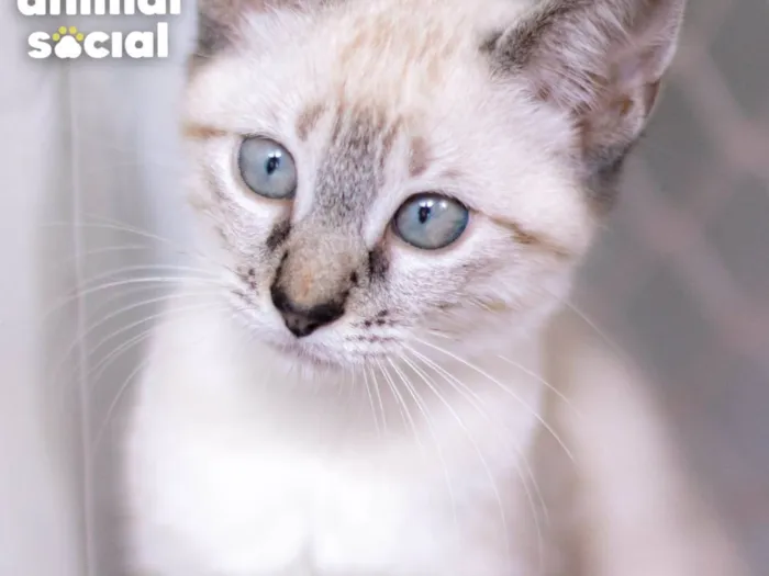 Gato ra a SRD-ViraLata idade 2 a 6 meses nome Myra