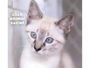 Gato raça SRD-ViraLata idade 2 a 6 meses nome Myra