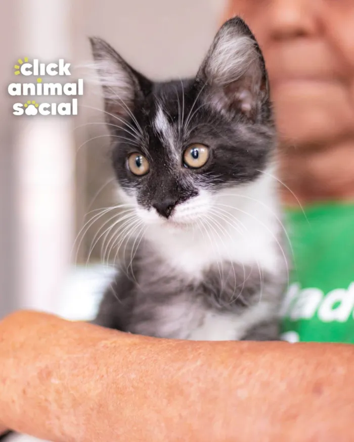 Gato ra a SRD-ViraLata idade 2 a 6 meses nome MAC