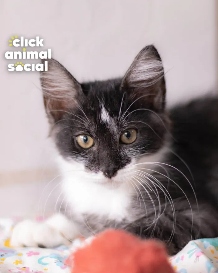 Gato ra a SRD-ViraLata idade 2 a 6 meses nome MAC