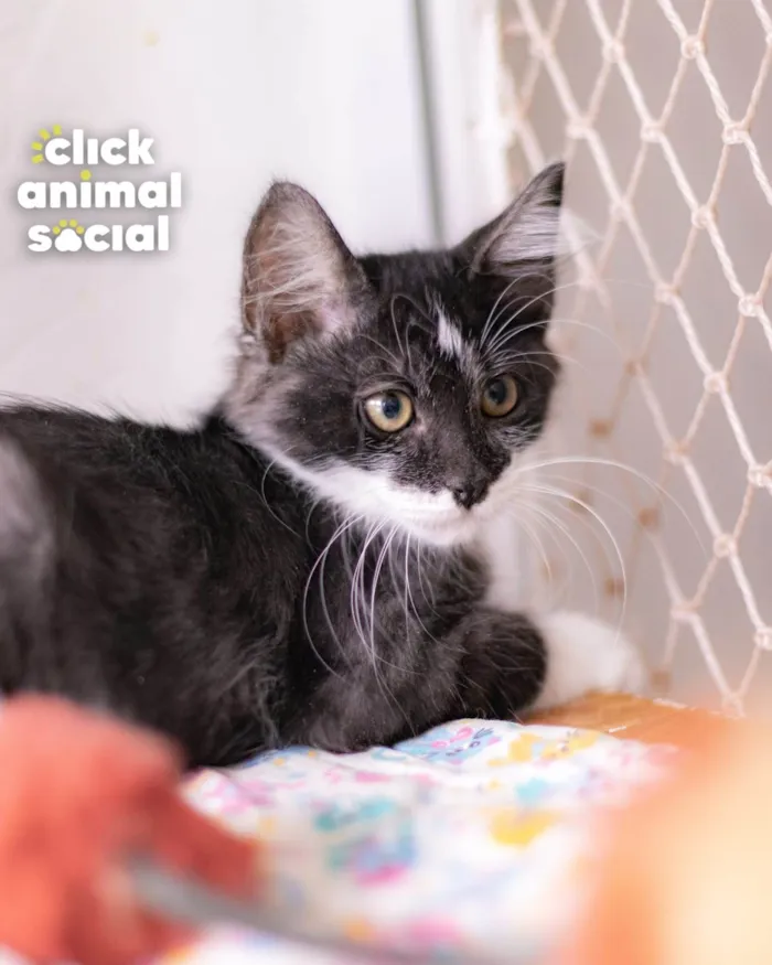Gato ra a SRD-ViraLata idade 2 a 6 meses nome MAC